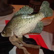 Arizona Taxidermy